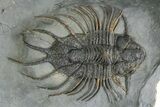 Rare Lichid (Acanthopyge) Trilobite - Issomour, Morocco #350440-1